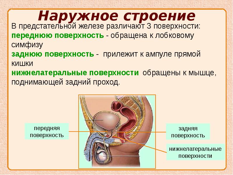 Мужская половая система презентация