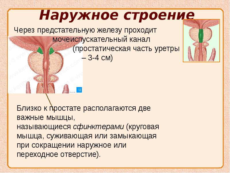 Наличие женских и мужских органов