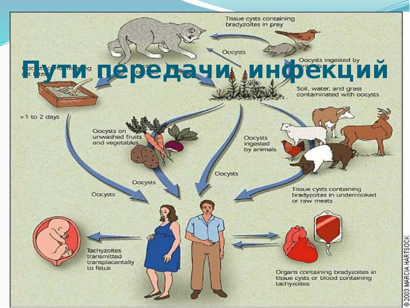 Пути передачи инфекций Пути передачи инфекций