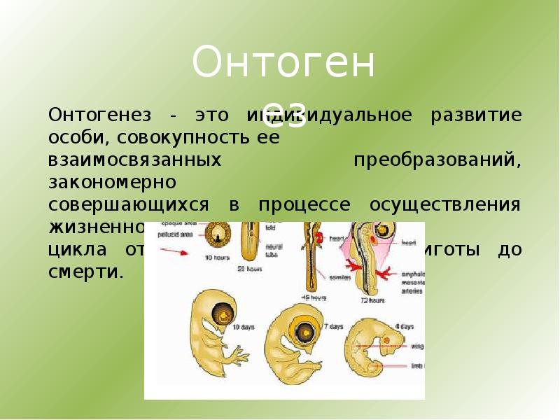 онтогенез это в биологии 9 класс. размножение онтогенез тест 9 класс. периоды развития эмбриона этапы. размножение онтогенез тест 9 класс. схема усложнения многоклеточных в процессе эволюции.