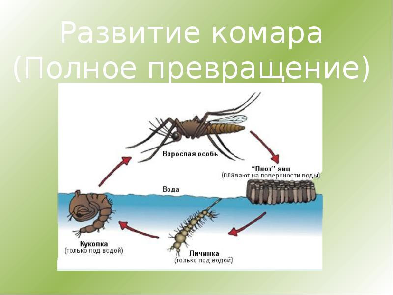 Какой тип развития у комара