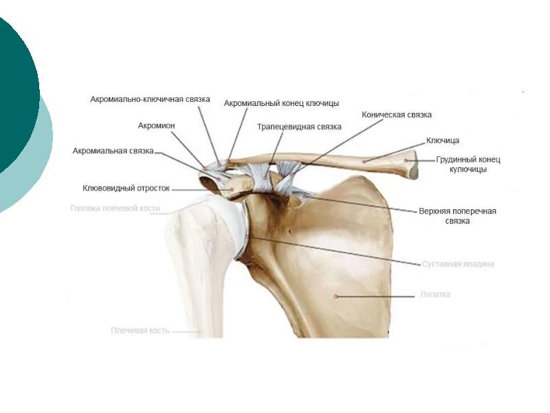Соединения костей плечевого пояса. Акромиально-ключичный сустав анатомия строение. Акромиально-ключичное сочленение плечевого сустава анатомия. Плечевой сустав анатомия строение кости. Суставная капсула плечевого сустава анатомия.