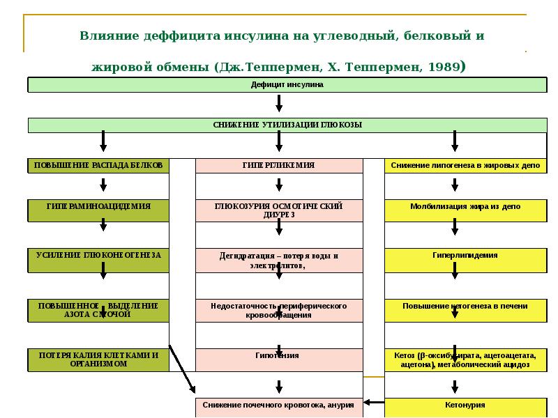 Влияние деффицита инсулина на углеводный, белковый и  жировой обмены (Дж.Теппермен,