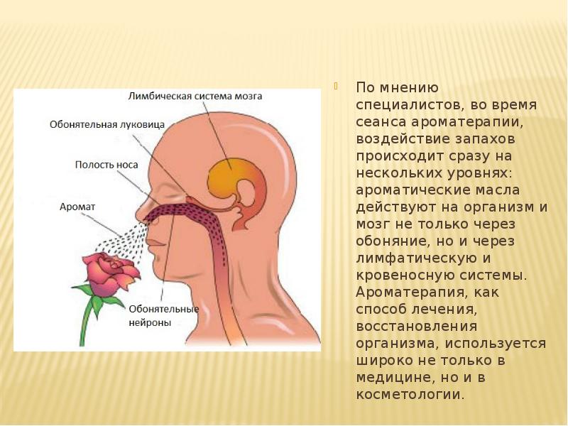 Запах обонятельные. Головной мозг обоняние. Зона обоняния и вкуса. Центр обоняния в головном мозге. Центр обоняния у человека.
