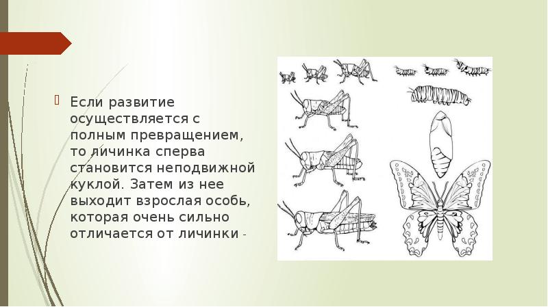 Развитие осуществлялось. Рыба развитие с полным превращением. Аста полное превращение. Метаморфоз это превращение личинки во взрослую особь?. Солдатик полное превращение.