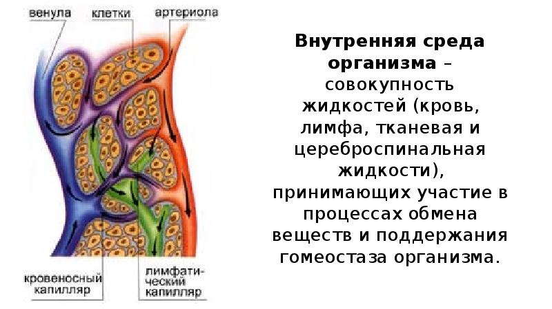 Жидкости внутренней среды. Внутренняя среда организма рисунок. Внутренние жидкости организма кровь лимфа тканевая жидкость. Внутренняя среда организма лимфатическая система. Доставляет питательные вещества к внутренним органам кровь или лимфа.