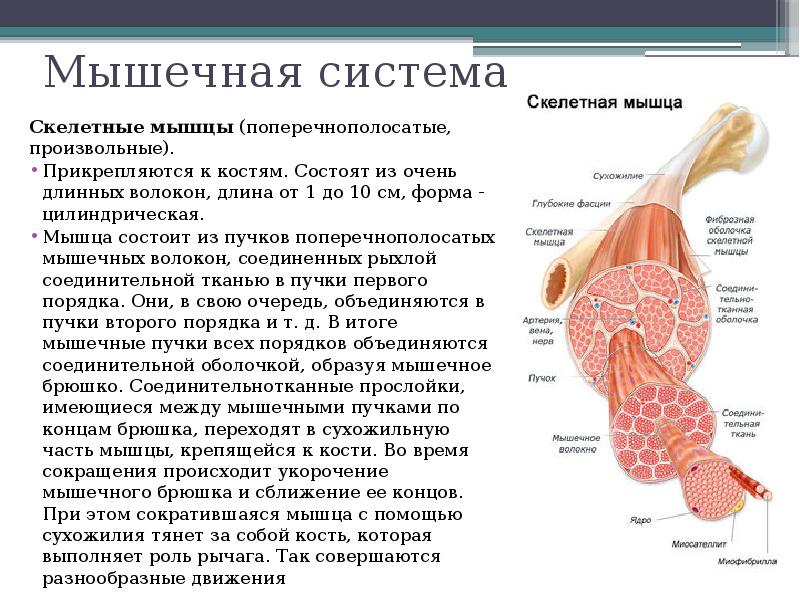 Скелетная мышца состоит из. Мышца сокращается при условии. Мышечные сокращения при которых мышца укорачивается. При сокращении скелетной мышцы укорачивается. Произвольное сокращение мышц.