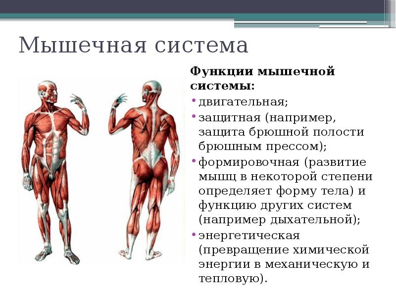 Строение мышц человека презентация