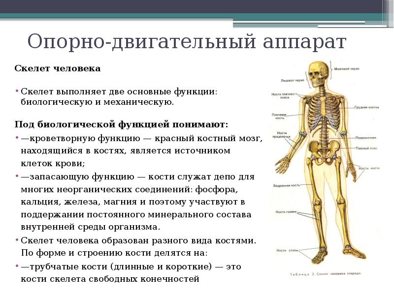 Опорно двигательный аппарат скелет человека. Строение скелета отделы скелета. Функции опорно-двигательной системы 8 класс биология.