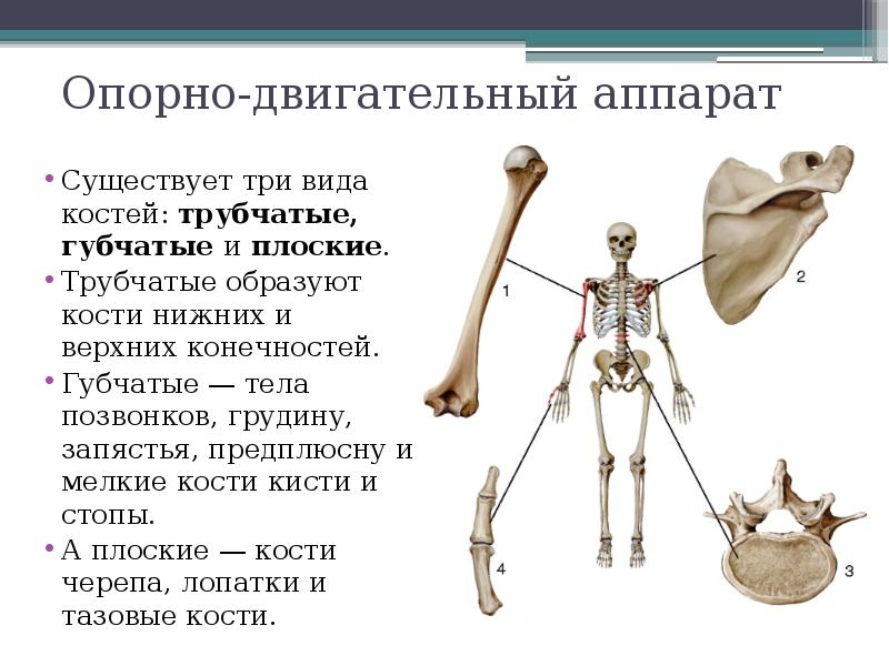 Какой отдел скелета образует кости. Опорно двигательный аппарат строение кости. Структура кости человека и функции. Опорно двигательная система строение и рост костей. Опорно двигательный аппарат отдела скелета.