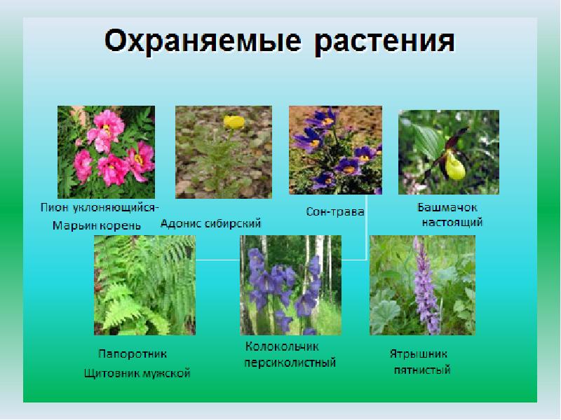 особо охраняемые растения. охраняемые растения и животные. охраняемые виды растений и животных. особо охраняемые растения. охраняемые растения и животные.