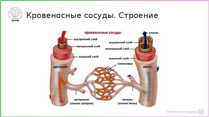 Общий план строения сосудов