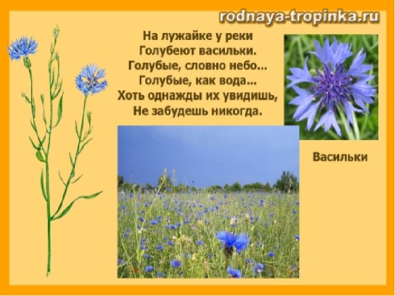 Васильки: стихотворения. Васильков стихи. Стихи о цветах для детей. Василёк боровой. Стих про василек и ромашку.