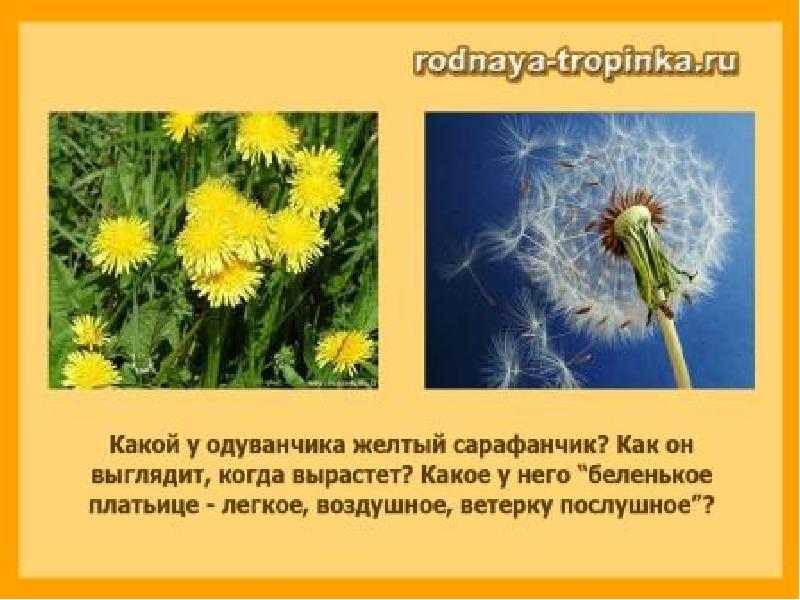 Сравнение одуванчика литературное чтение 2 класс. Одуванчик желтый сарафанчик. Стихотворение про одуванчик. Детский стишок про одуванчик. Одуванчик стих детский.