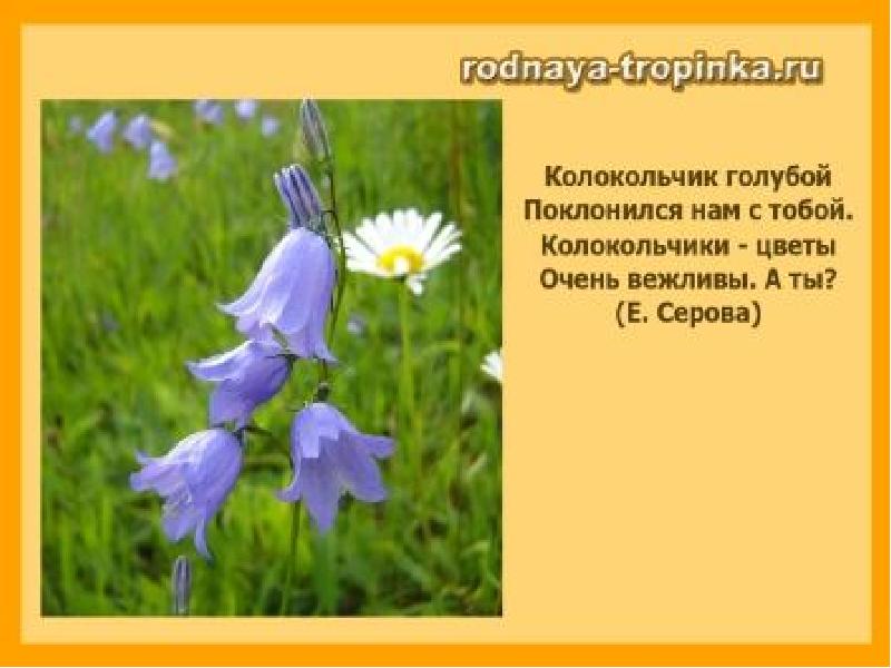 Стихи про полевые цветы. Стих про колокольчик для детей. Стихотворение про колокольчик для детей. Стихи про колокольчики цветы. Стишки для детей про колокольчик.