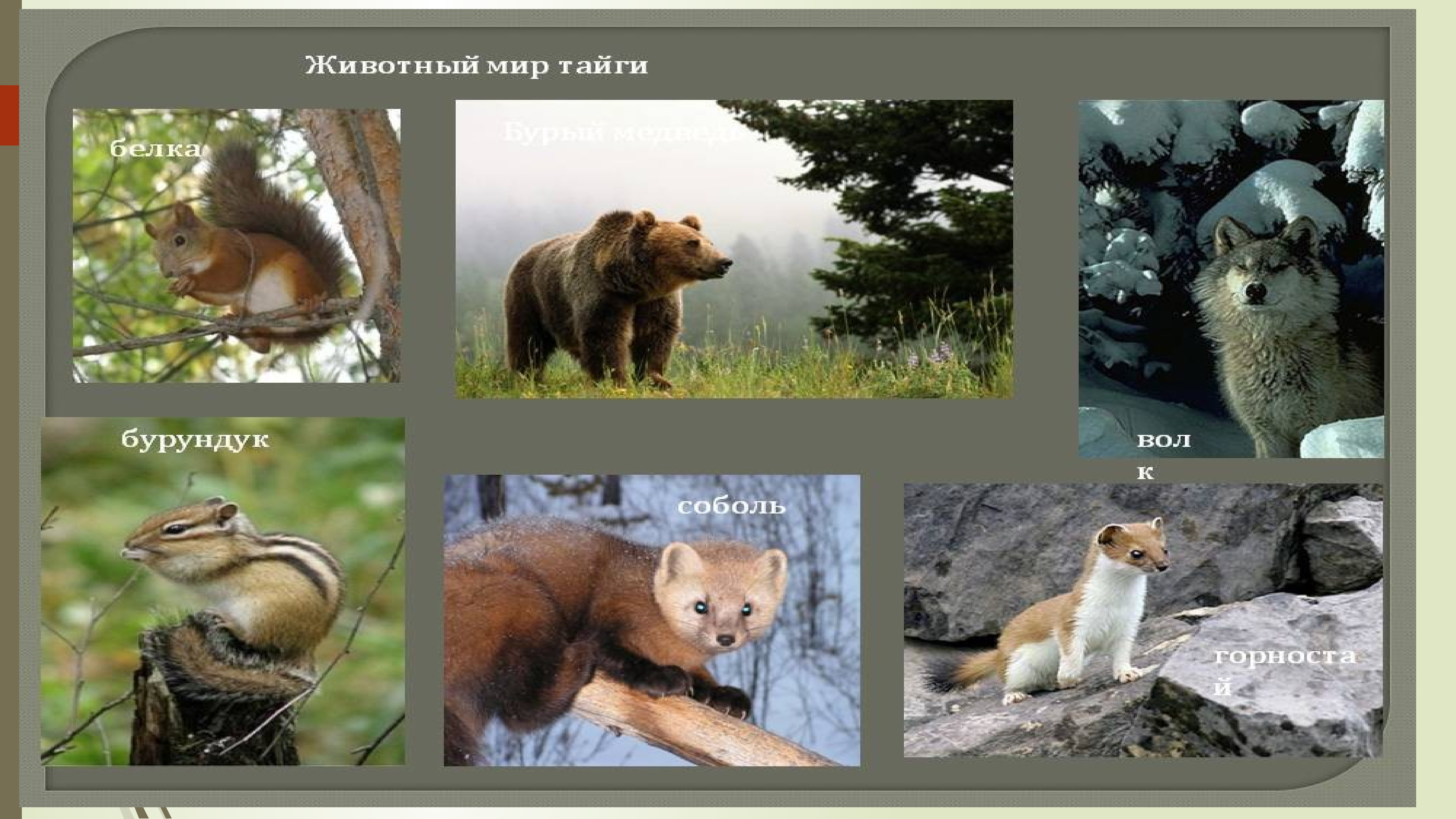 Животные средней сибири. Животный мир тайги. Тайга животные и растения. Растительный и животный мир тайги кратко. Животные тайги презентация.