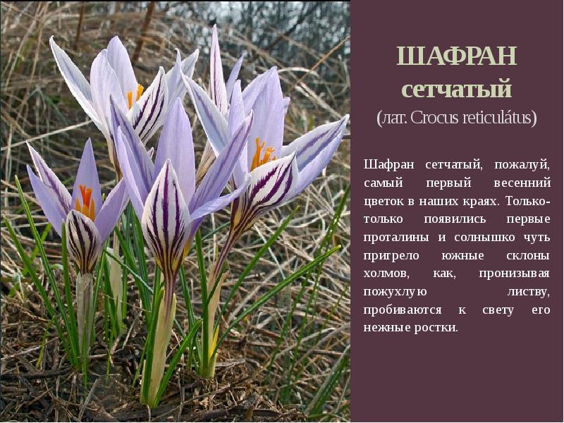 Шафран описание фото. Первоцветы Шафран сетчатый. Шафран сетчатый (Крокус). Crocus reticulatus Stev. Ex Adam - Шафран сетчатый*. Семейство Ирисовые - Iridaceae Шафран сетчатый - Crocus reticulatus.