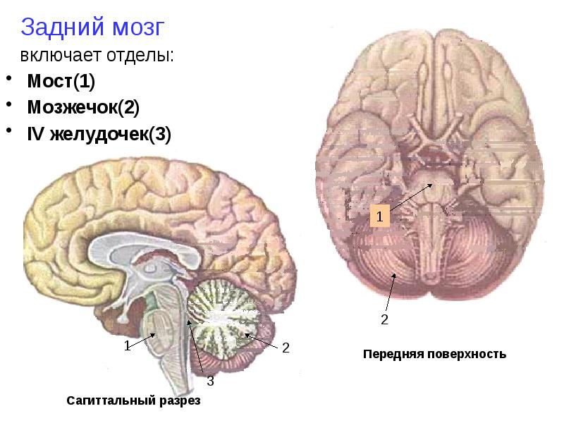 Задний головной мозг включает. Задний мозг 4 желудочек. 4 Желудочек головного мозга анатомия. Строение мозга мозжечок мост. 4 Желудочек головного мозга анатомия мрт.