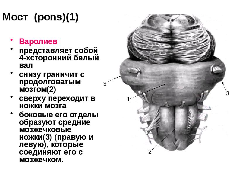 Задний мозг презентация