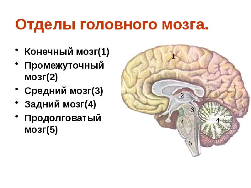 Средний отдел головного мозга включает. Отделы головного мозга продолговатый промежуточный мозг. Конечный мозг промежуточный мозг средний мозг. Продолговатый задний средний промежуточный конечный мозг. Промежуточный средний задний и продолговатый мозг функции.