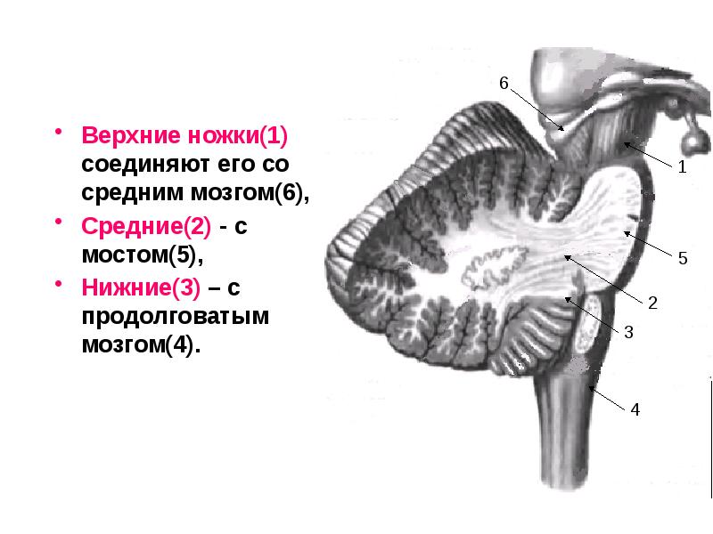 Презентация задний мозг