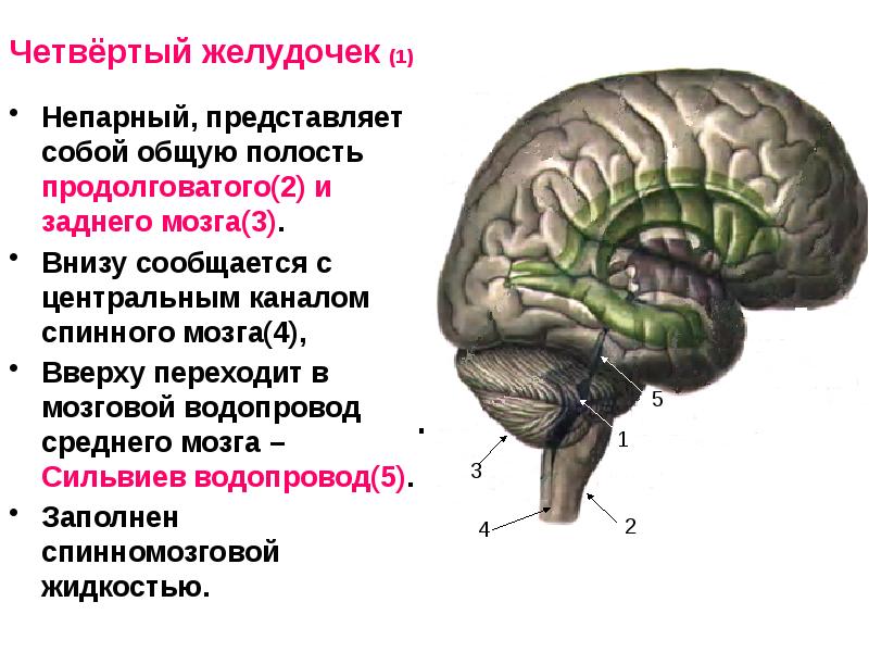 Продолговатый мозг презентация анатомия