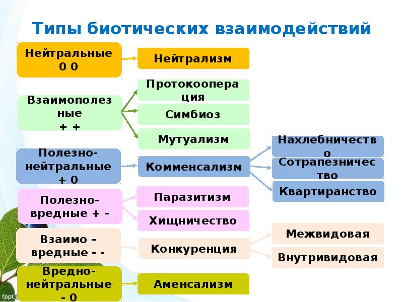 Какие типы взаимоотношений. Основные типы экологических взаимодействий. Типы биотических взаимодействий. Типы взаимоотношений в экологии. Биотические взаимоотношения таблица.