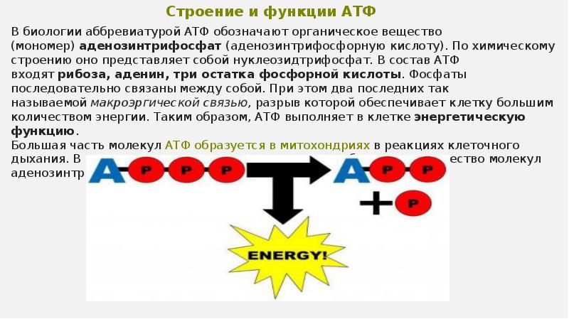Запас энергии атф. Строение функции и образование АТФ. АТФ строение и функции. Функции и роль АТФ.