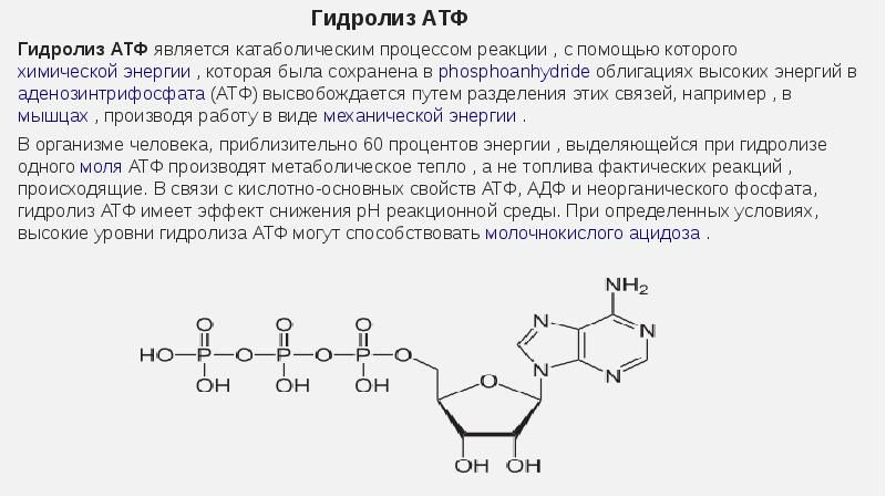 Гидролиз атф