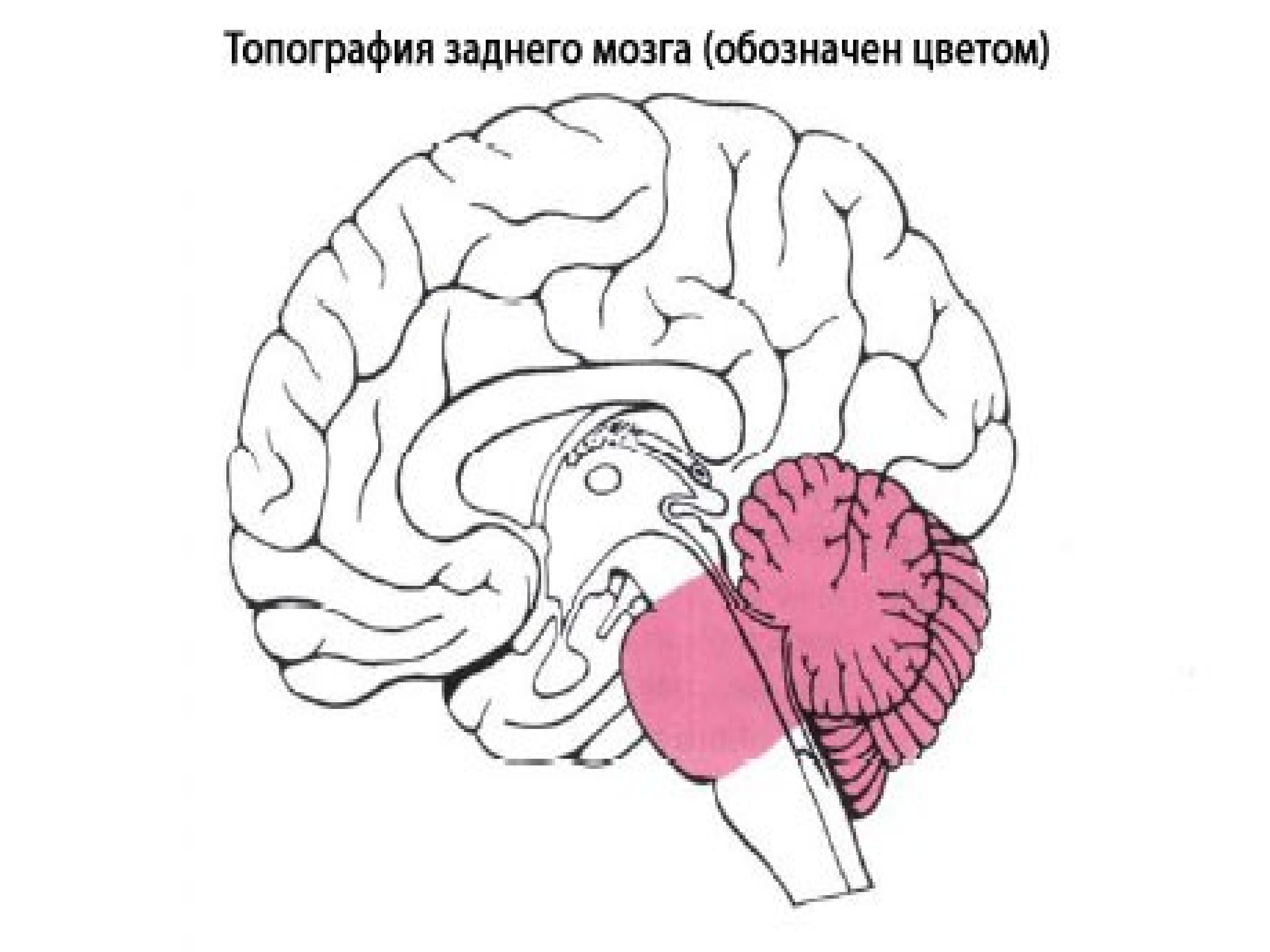 Задний мозг. Мост и мозжечок. Задний мозг картинки. Мост и мозжечок входят. Задний мозг для печати.