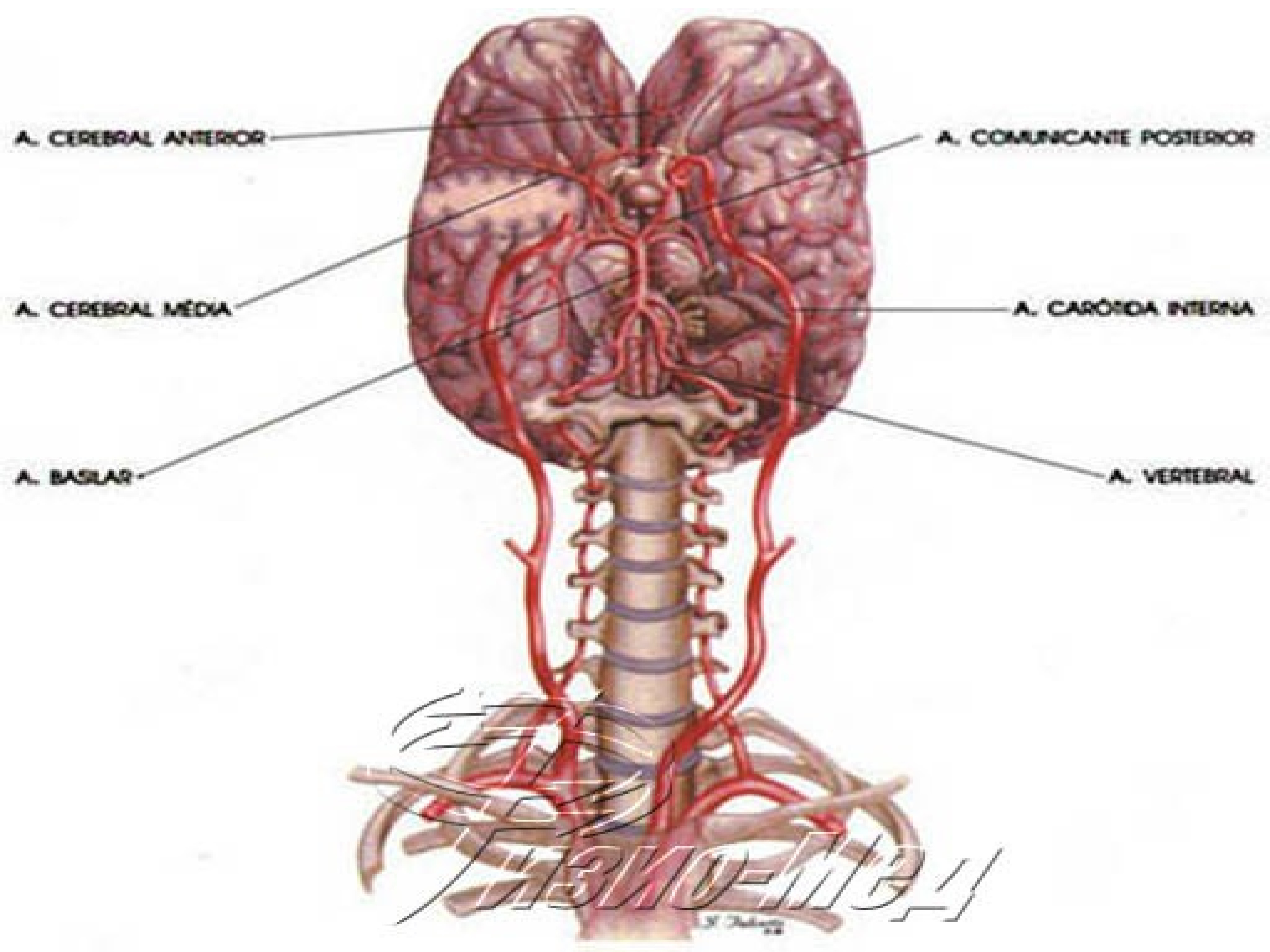 Вертебрально базилярная недостаточность. Артерии вертебробазилярной системы. Вертебро-базилярная недостаточность позвоночная артерия. Вертебро базилярная артериальная система. Базилярная артерия анатомия.
