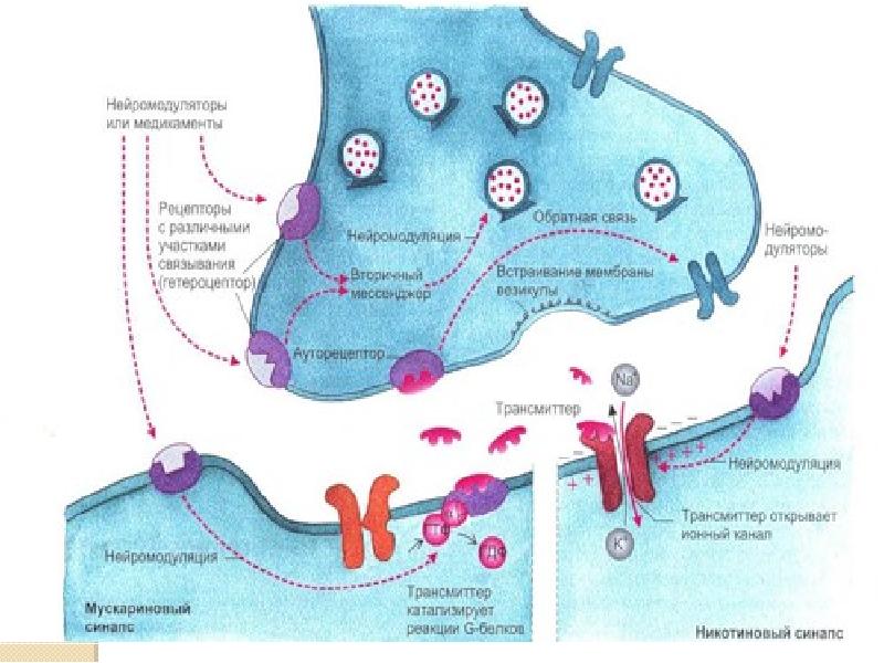Холинергиялық синапстың құрылысы мен қызметі арасындағы байланыс презентация