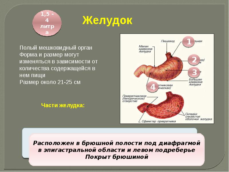 Презентация на тему желудок