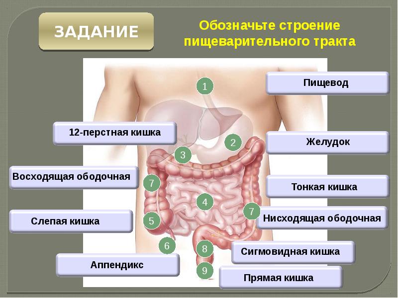 Где Находится Кишечник У Женщин Фото