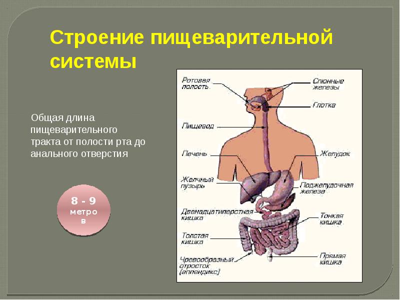 Пищеварительная система человека 8 класс биология презентация