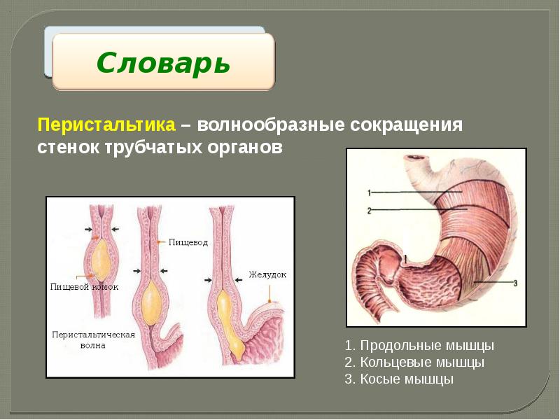 Как называется волнообразное движение мышечных стенок органов пищеварения