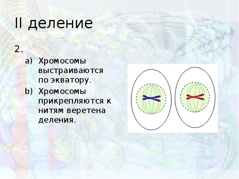 Деление клетки образование веретена деления. Нити веретена деления прикрепляются к хромосомам. Прикрепление хромосом к нитям веретена деления. Хромосомы выстраиваются по экватору. Хромосомы по экватору клетки.