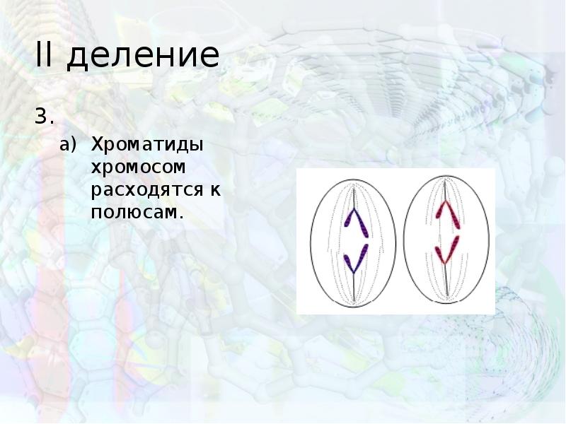 Расхождение хромосом рисунок. Хроматиды расходятся к полюсам клетки. Расхождение хроматид к полюсам клетки. Деление хромосом. Деление клетки хромосомы хроматиды.