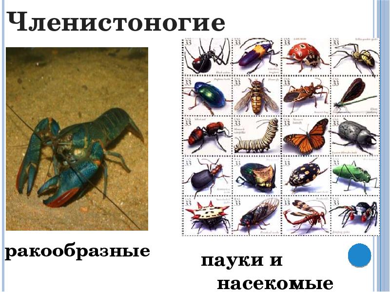 Природная зона жука. Разнообразие и промчзождениеищемноводных картинки.