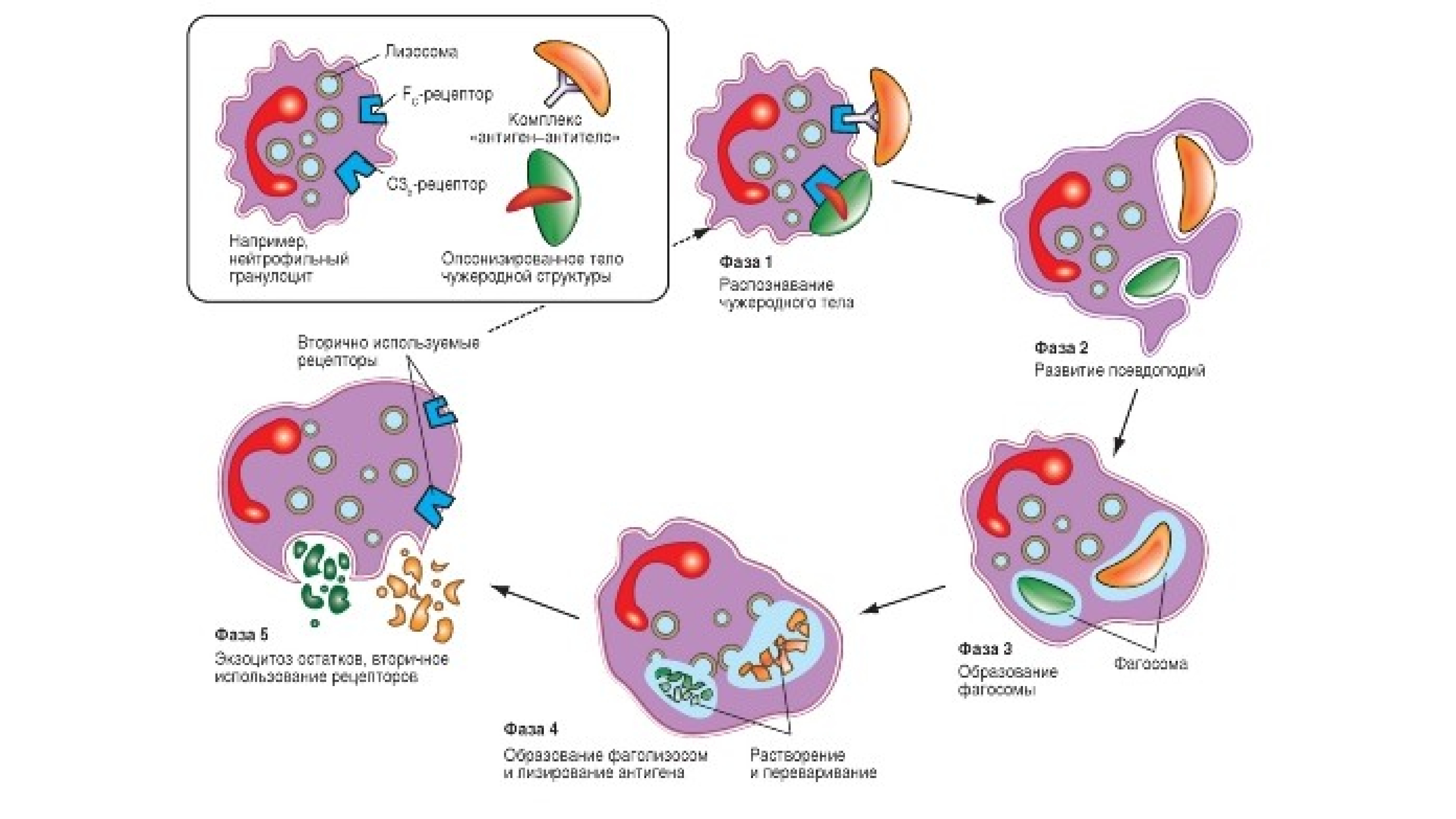 Пожиратели клеток. Этапы фагоцитоза схема. Стадии фагоцитоза схема. Схема стадий фагоцитоза. Схема фагоцитоза в иммунологии.