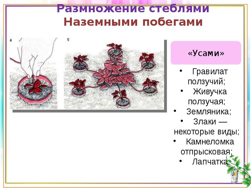 Вегетативное размножение проект