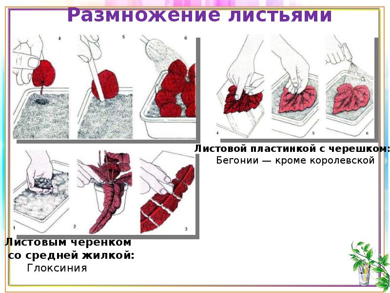 Вегетативное размножение животных