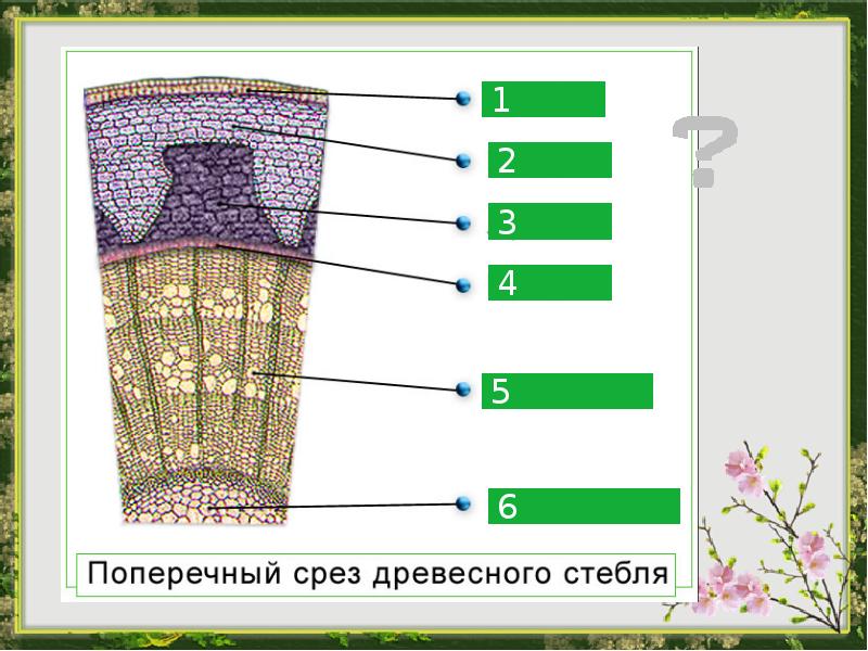 Луб и древесина стебля цветкового растения выполняют