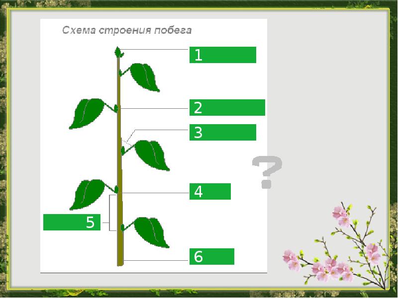 Тесты органы цветковых растений