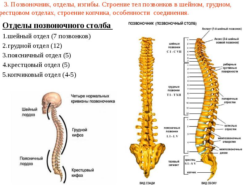 Спина отделы позвоночника. Пояснично-крестцовый отдел позвоночника строение. Крестцово-копчиковый отдел позвоночника. Крестцовый отдел позвоночника анатомия. Позвоночный столб и грудная клетка.