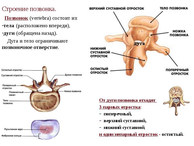 Строение позвонка.    Позвонок (vertebra) состоит из:  тела