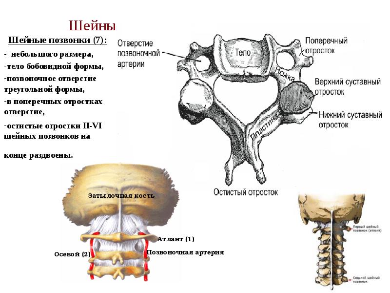Шейные позвонки  Шейные позвонки (7): - небольшого размера,  тело