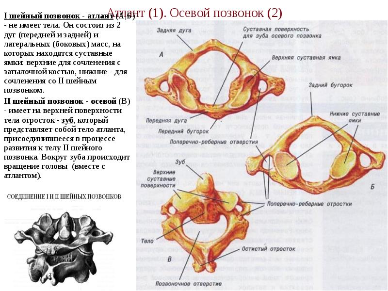 Атлант (1). Осевой позвонок (2) I шейный позвонок - атлант (А,Б)