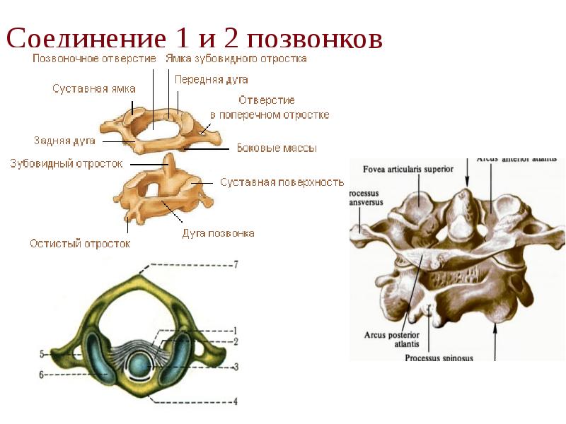Соединение 1 и 2 позвонков