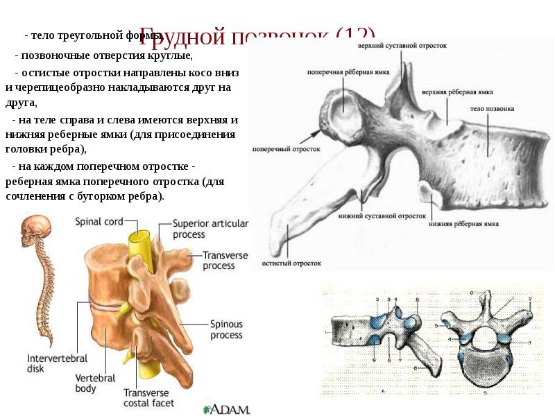 Грудной позвонок (12)   - тело треугольной формы,  